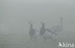 Brandgans (Branta leucopsis)