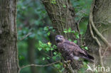 Buizerd (Buteo buteo)