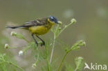 Gele Kwikstaart (Motacilla flava) 