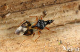 Gewone bloemwants (Anthocoris nemorum)