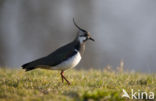 Kievit (Vanellus vanellus)