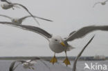 Kleine Mantelmeeuw (Larus fuscus)