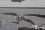 Kleine Mantelmeeuw (Larus fuscus)