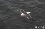 Kleine Mantelmeeuw (Larus fuscus)