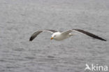 Kleine Mantelmeeuw (Larus fuscus)