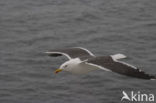 Kleine Mantelmeeuw (Larus fuscus)