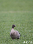 Kleine Rietgans (Anser brachyrhynchus)