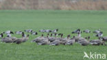 Kleine Rietgans (Anser brachyrhynchus)