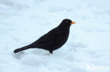 Merel (Turdus merula)