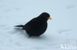 Merel (Turdus merula)