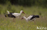 Ooievaar (Ciconia ciconia)