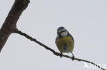 Pimpelmees (Parus caeruleus)