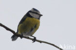 Pimpelmees (Parus caeruleus)