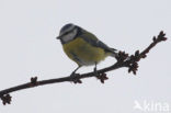 Pimpelmees (Parus caeruleus)