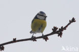 Pimpelmees (Parus caeruleus)