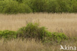 Polder Westzaan