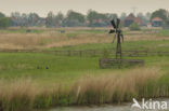 Polder Westzaan