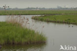 Polder Westzaan