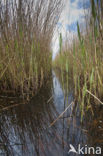 Polder Westzaan