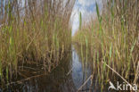 Polder Westzaan