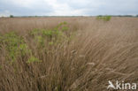 Polder Westzaan