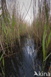 Polder Westzaan