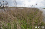 Polder Westzaan