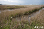 Polder Westzaan