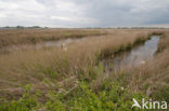 Polder Westzaan