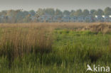 Polder Westzaan