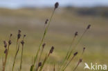 Ravenzwarte zegge (Carex saxatilis)