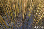 Riet (Phragmites australis)