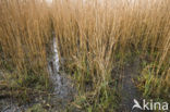 Riet (Phragmites australis)