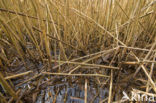 Riet (Phragmites australis)