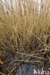 Riet (Phragmites australis)