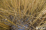 Riet (Phragmites australis)