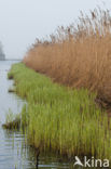 Riet (Phragmites australis)