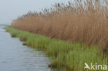 Riet (Phragmites australis)