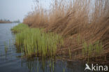 Riet (Phragmites australis)