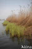 Riet (Phragmites australis)