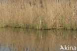 Riet (Phragmites australis)