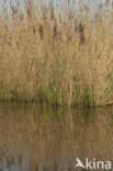 Riet (Phragmites australis)