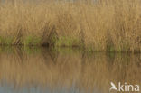 Riet (Phragmites australis)