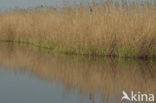 Riet (Phragmites australis)