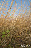 Riet (Phragmites australis)