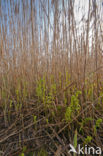 Riet (Phragmites australis)