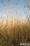 Riet (Phragmites australis)