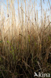 Riet (Phragmites australis)