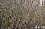 Riet (Phragmites australis)