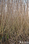 Riet (Phragmites australis)